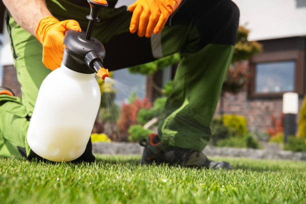 Best Flea Control Services  in Corbin, KY